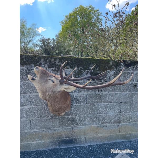 Cerf au bram� naturalise