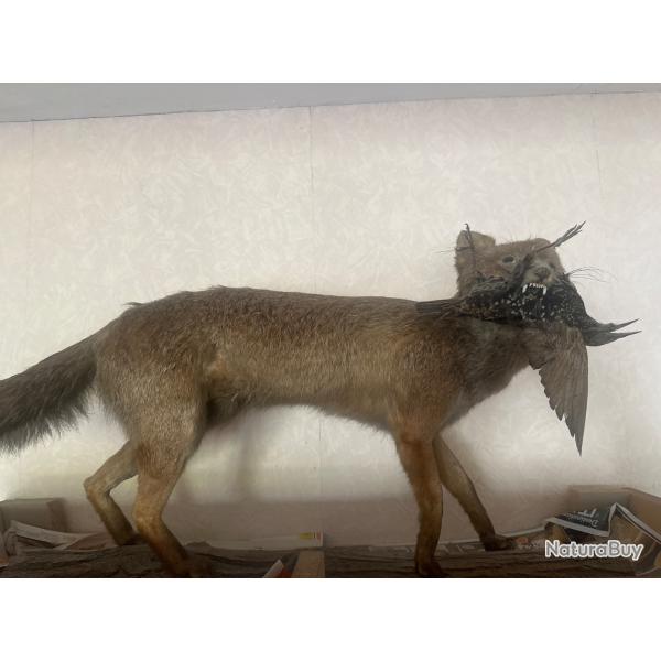 Renard empaill�