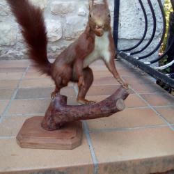 ancien ecureuil roux naturalise sur une branche avec sa noix