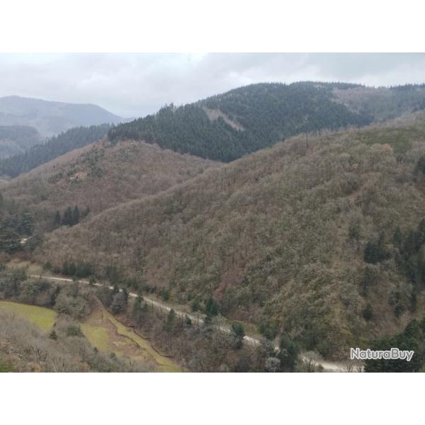 action chasse grand gibier H�rault 34