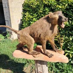 Taxidermie de babouin Chacma m&acirc;le ; Papio ursinus #LM26