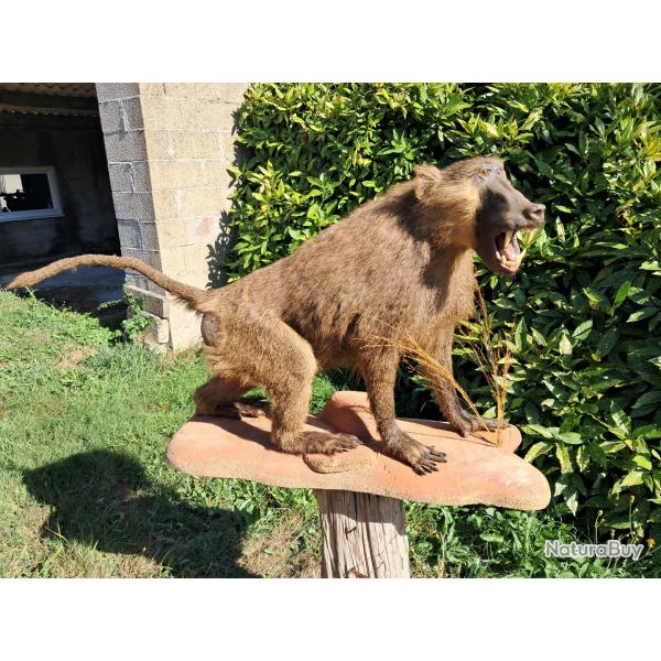 Taxidermie de babouin Chacma m�le ; Papio ursinus #LM26