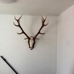 Troph&eacute;e de chasse
