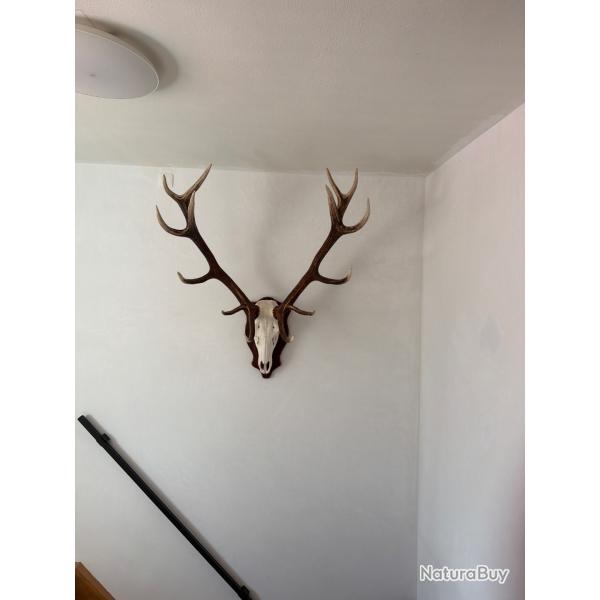 Troph�e de chasse