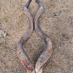Lot de 2 cornes de grand koudou ; Tragelaphus strepsiceros #LM26(1)