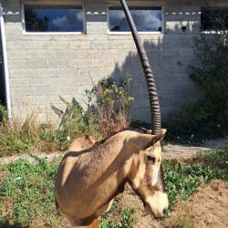 Taxidermie d' Oryx ; Oryx gazella #LM26