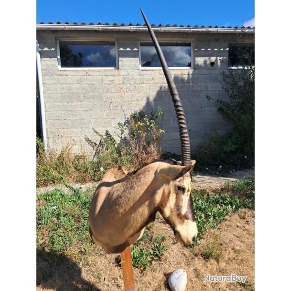 Taxidermie d' Oryx ; Oryx gazella #LM26