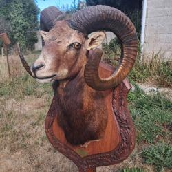 Taxidermie de mouflon m&eacute;daille d'or #LM26(2)