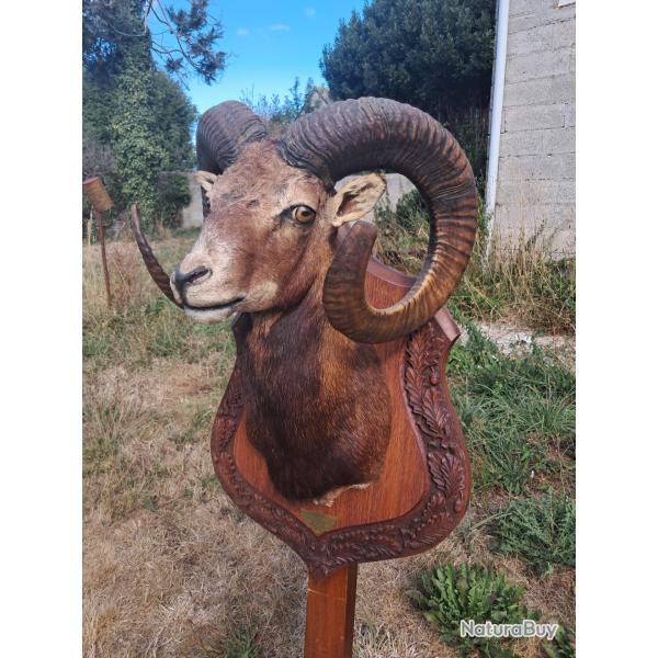 Taxidermie de mouflon m�daille d'or #LM26(2)