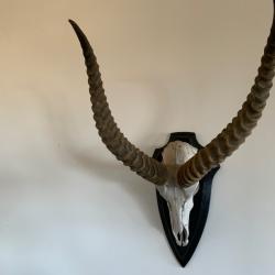 Troph&eacute;e de chasse