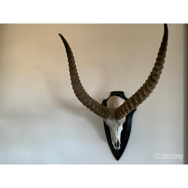 Troph�e de chasse