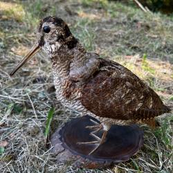 B&eacute;casse des bois naturalis&eacute;e sur socle en bois brut | Taxidermie oiseau vintage de collection | D&eacute;co