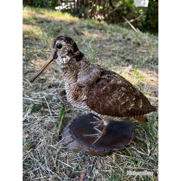 B�casse des bois naturalis�e sur socle en bois brut | Taxidermie oiseau vintage de collection | D�co