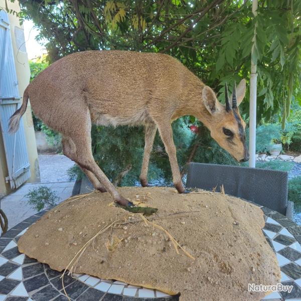 Gazelle Afrique - Duiker - Cephalophe de Grimm