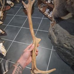 Bois de cerf &eacute;laphe ; Cervus elaphus #LM26