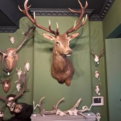 Taxidermie de cerf &eacute;laphe 14 cors ; Cervus elaphus #LM26(1)