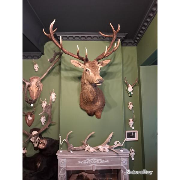 Taxidermie de cerf �laphe 14 cors ; Cervus elaphus #LM26(1)
