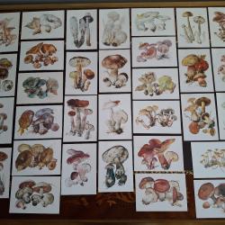 Collection de 32 cartes Champignons s&eacute;rie compl&egrave;te