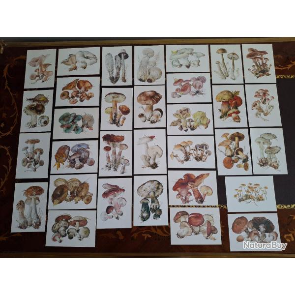 Collection de 32 cartes Champignons s�rie compl�te