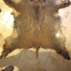 Peau de sanglier 120 sur 85 cm