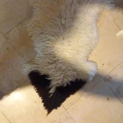 Peau de mouton 100 sur 60 cm