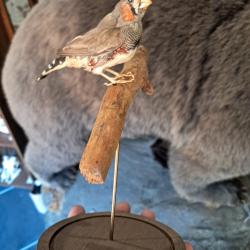 Taxidermie de Diamant mandarin ; Taeniopygia guttata #LM26