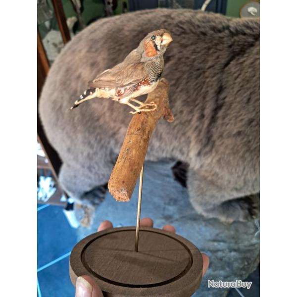 Taxidermie de Diamant mandarin ; Taeniopygia guttata #LM26