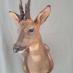 Taxidermie de chevreuil avec d'&eacute;normes bois ; Capreolus capreolus #LM26(1)