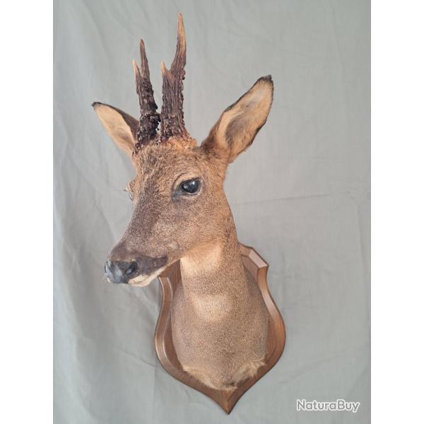 Taxidermie de chevreuil avec d'�normes bois ; Capreolus capreolus #LM26(1)