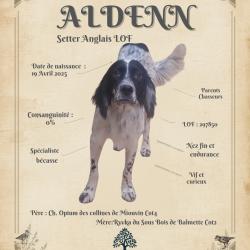 SETTER ANGLAIS