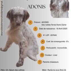 SETTER ANGLAIS LIVER