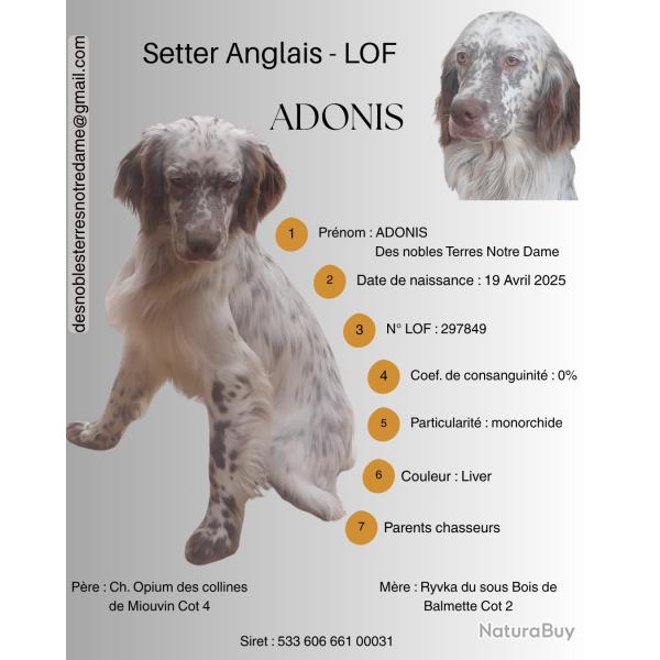 SETTER ANGLAIS LIVER