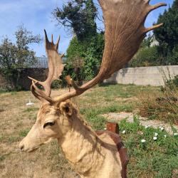 Taxidermie de Daim ; Dama dama #LM26