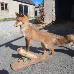 Taxidermie de renard roux Europ&eacute;en #LM26
