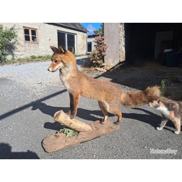 Taxidermie de renard roux Europ�en #LM26