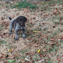 Chiot drathard