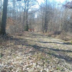 CHASSE GRAND GIBIER