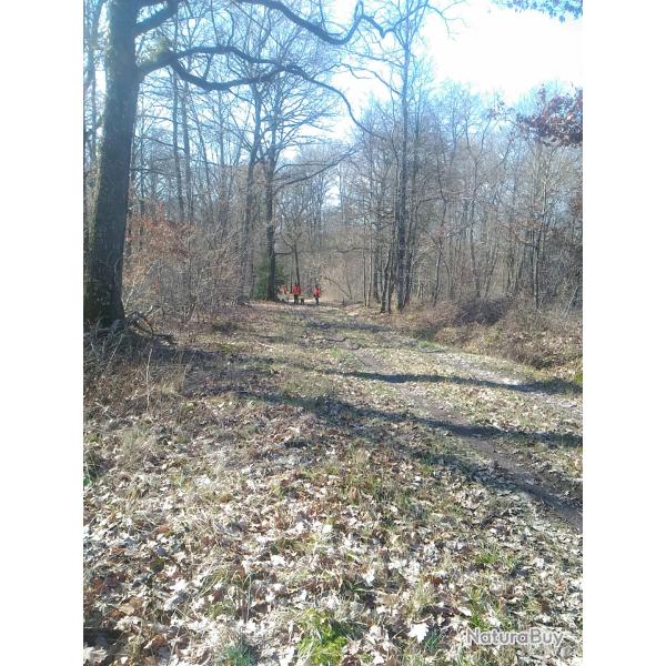 CHASSE GRAND GIBIER