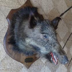 T&ecirc;te de sanglier sur socle en bois