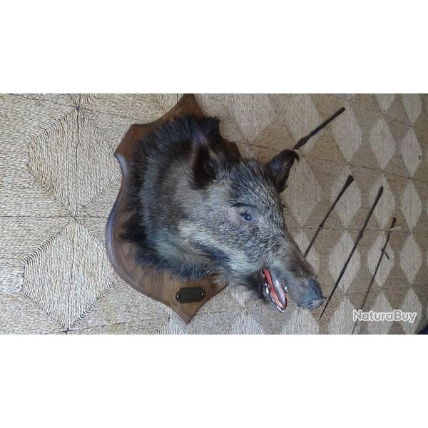 T�te de sanglier sur socle en bois