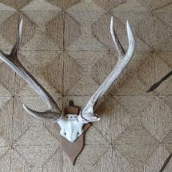 Massacre de cerf sur socle en bois