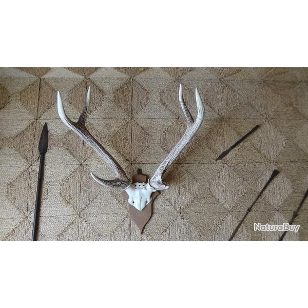 Massacre de cerf sur socle en bois