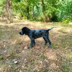 Femelle Drahthaar pour chasseur s&eacute;rieux