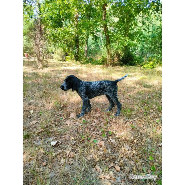 Femelle Drahthaar pour chasseur s�rieux