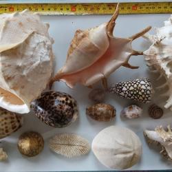 Lot 20 coquillages,anciens, du Pacifique.