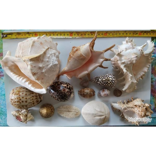 Lot 20 coquillages,anciens, du Pacifique.