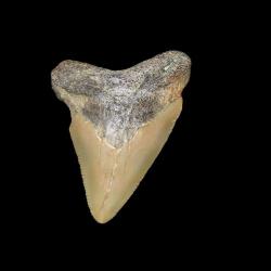 dent de requin M&eacute;galodon,