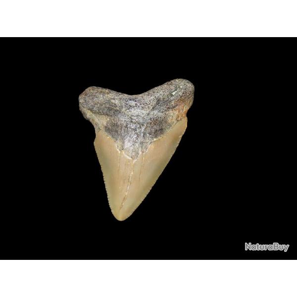 dent de requin M�galodon,
