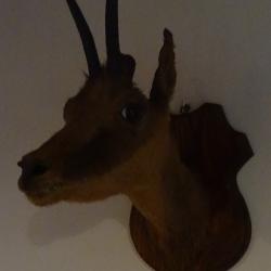 taxidermie isard des Pyr&eacute;n&eacute;es