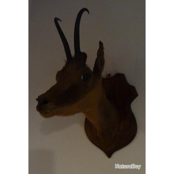 taxidermie isard des Pyr�n�es